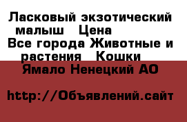 Ласковый экзотический малыш › Цена ­ 25 000 - Все города Животные и растения » Кошки   . Ямало-Ненецкий АО